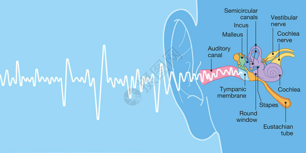 带有字幕的人类耳形解剖医学上准确的3图片