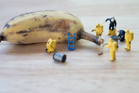 拥有腐烂香蕉的犯罪现场调查员图片