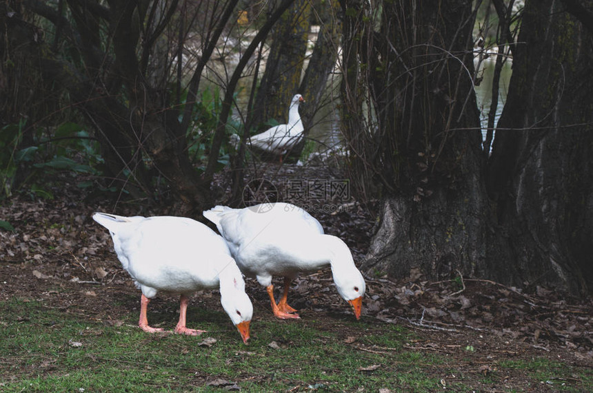 白鸭子在草地上寻找食物图片