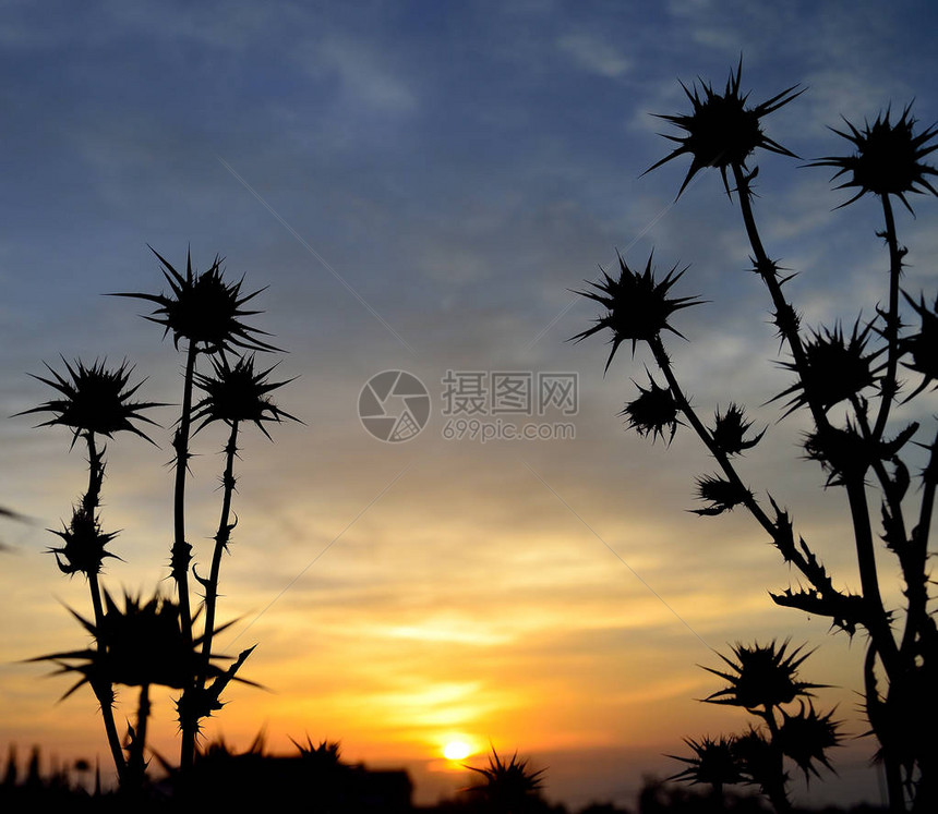 日出时前景中的蓟花剪影与灿烂的天空图片