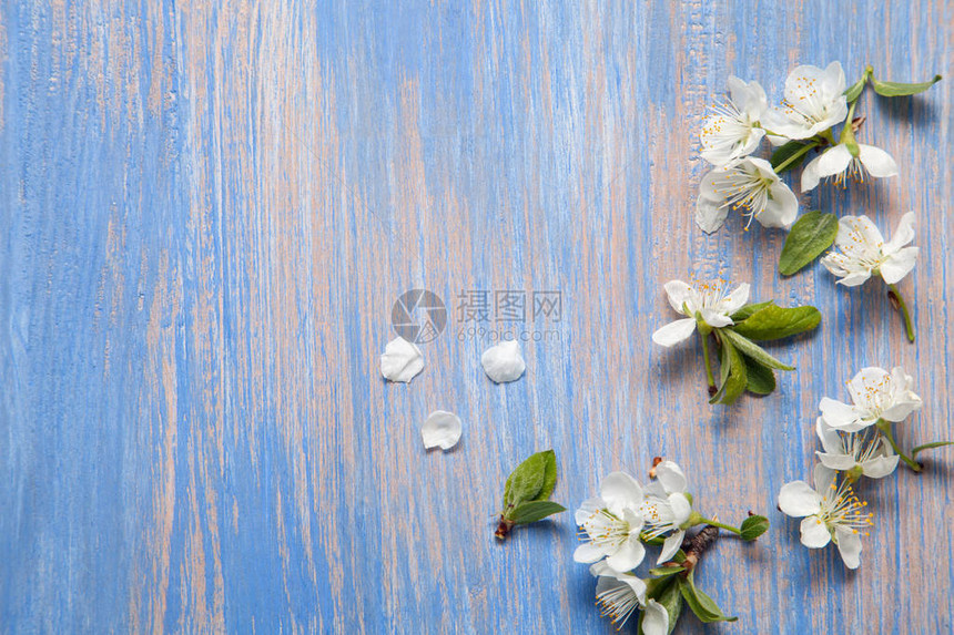 旧复古蓝板色背景上的春花图片