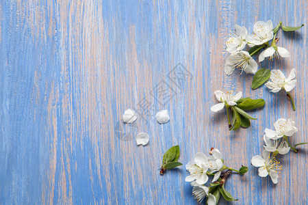 旧复古蓝板色背景上的春花背景图片