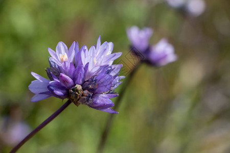 蓝迪克Coveria或Dichelostemma人均安塞纳达巴图片