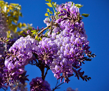 树枝有美丽的花朵在前景和强烈的蓝色天空背景图片