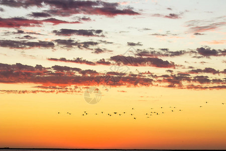 美丽的日落景色金多云的天空和飞翔的鸟儿图片