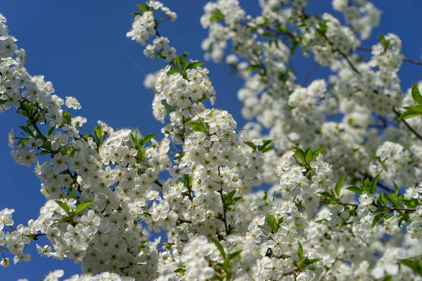 樱桃树在春花中盛开白花对图片