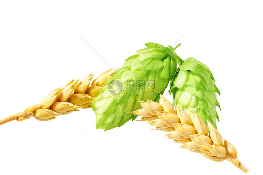 绿色小便和小麦用图片