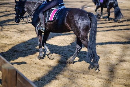 马动物马术骑手运动比赛马活动图片