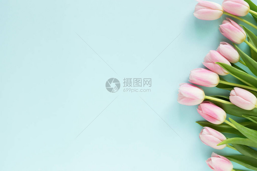 蓝色背景的粉红色郁金香贺卡春花图片