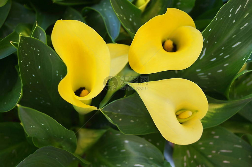 黄色花朵黄图片