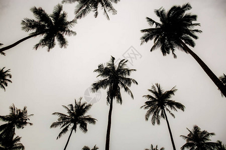 在天空的棕榈树与剪影在夏天图片