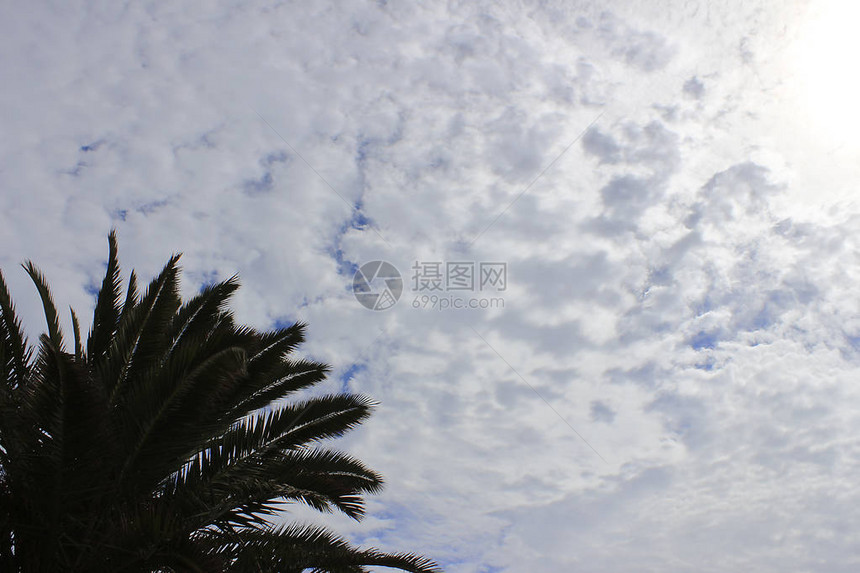 白云的椰枣树枝和天空图片