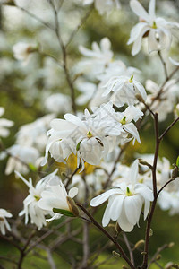 白花树朵图片