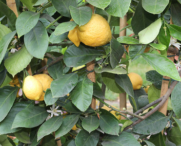 柑橘植物的黄柠檬和绿叶图片
