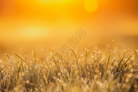 新鲜的晨露宏滴在绿草上与复制空间的春天背景晨露珠落在一片草叶上图片