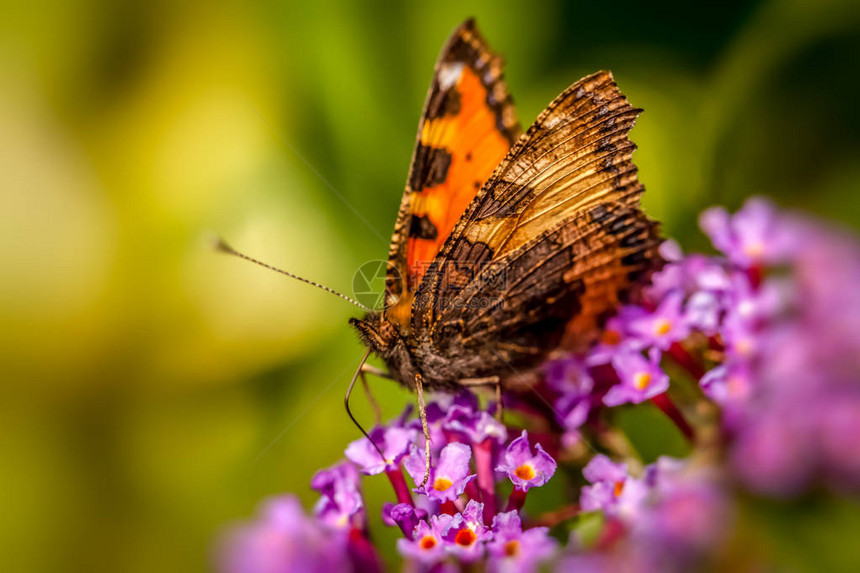 植物园紫色花上的草蛉蝴蝶图片