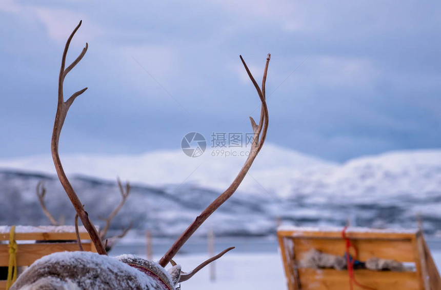 挪威北部Tromso地区背景冬季雪地的游客在雪橇前骑着大批驯鹿图片