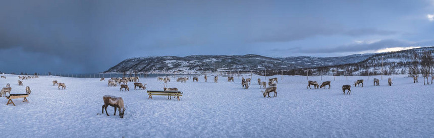 挪威北部特罗姆瑟地区驯鹿在雪中游荡的山地图片
