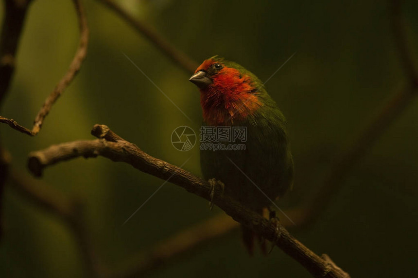 红喉鹦鹉Erythrurapsit图片