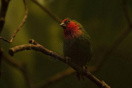 红喉鹦鹉Erythrurapsit图片