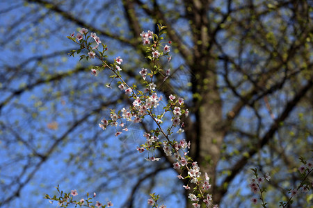 闪发光的日本樱桃树鲜图片