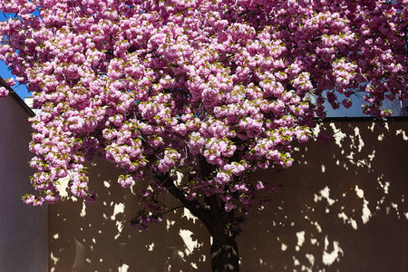 在历史上古城的杏树和花朵中南德春日图片