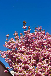 在历史上古城的杏树和花朵中南德春日图片