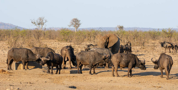 在南部非洲热带草原一个繁忙的水洞里一个孤单的大象开普图片