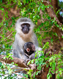 黑长尾猴妈和宝在树上图片