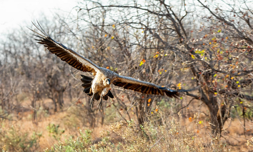 一只白人支持的秃鹫来到南部非洲图片