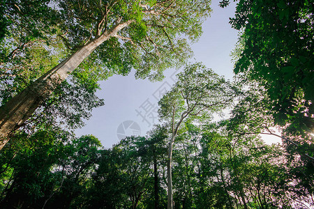 亚拉图斯天然的二氯甲草胺是一种热带常年植物图片