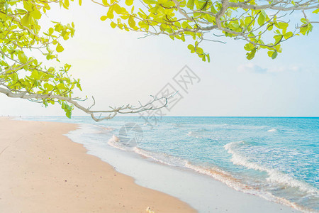 夏季热带自然清洁海滩和白色沙子背景图片