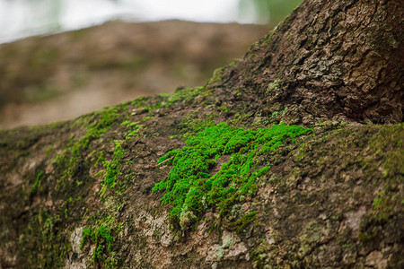 潮湿大自然中树皮上的苔藓图片