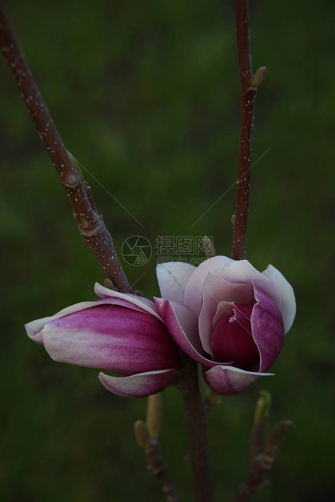 两朵白色粉红马格努利亚花几乎不开在树枝上在绿色背图片