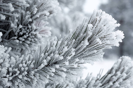 冬季严霜时松枝上的霜晶冬季景观雪林图片