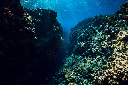蓝色海洋中带有岩石和珊瑚的海底水下风观图片