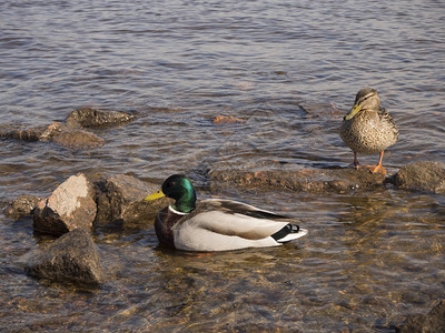 两只鸭子在岸边一只站在一边另一图片