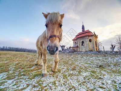 乡村教堂或礼拜堂的马匹农庄图片