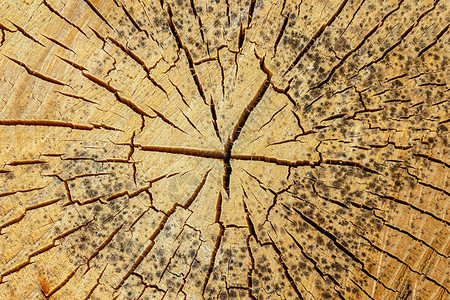 古旧木制圆形底浅米蜂蜜粉破了许多破浪图片