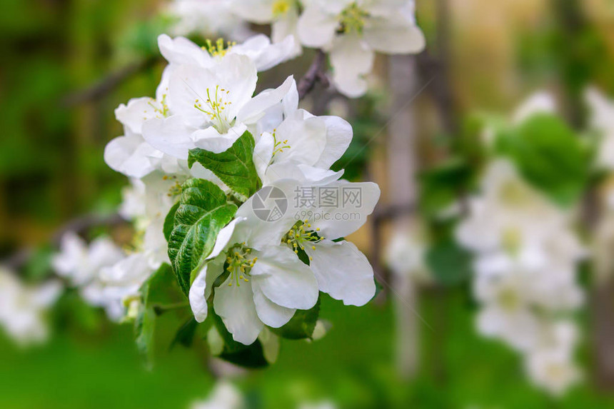 白色苹果花果树图片