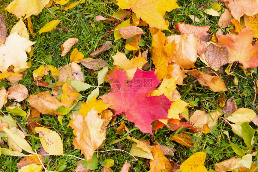 秋设计背景色彩多的背景植物绿草本底的图片