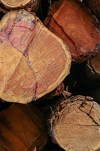 木纹理剪接背景的平滑切端Aaccountofbuinssaball图片