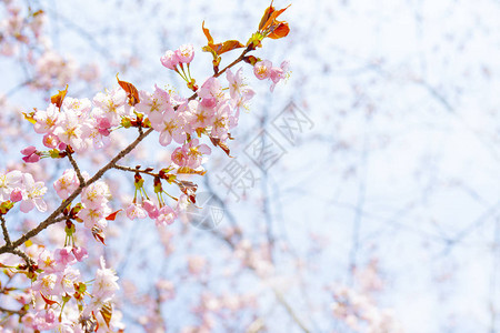 樱花之春图片