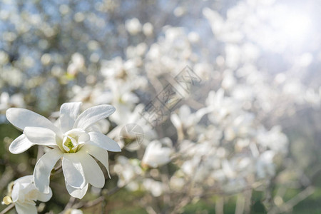 白天春开花的树特写图片