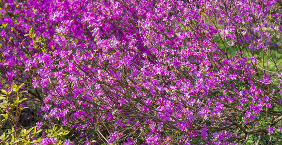 白天开花的紫色灌木特写图片