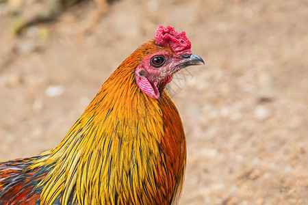 五颜六色的公鸡明亮的羽毛橙色黄红簇绒鸟的头部特写泰国斗鸡图片