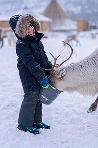 在挪威北部特罗姆索地区冬季喂养驯鹿的温暖冬夹克中可图片