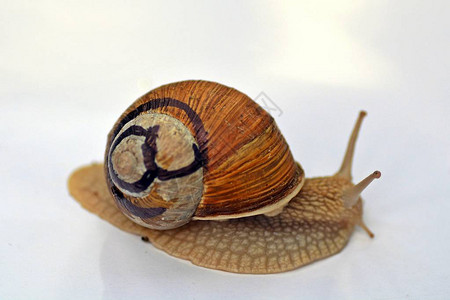 蜗牛的尾巴图片