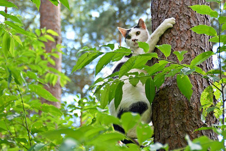 猫在森林里爬树图片