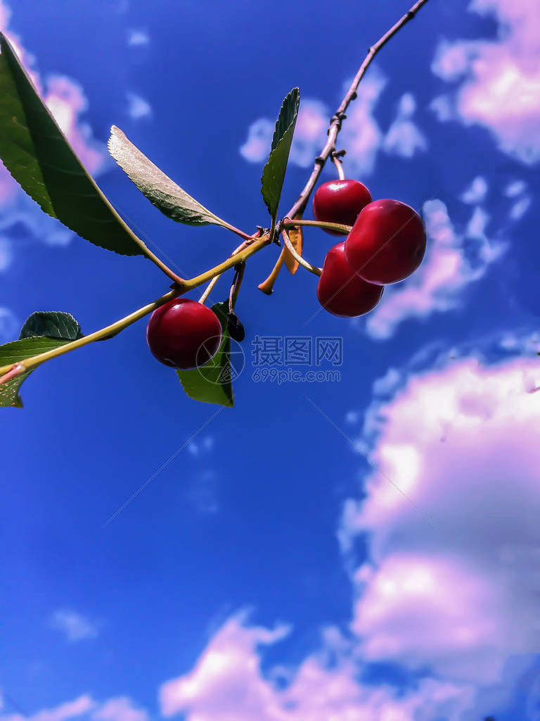 红莓甜樱桃在蓝天和白云背景的树枝上图片